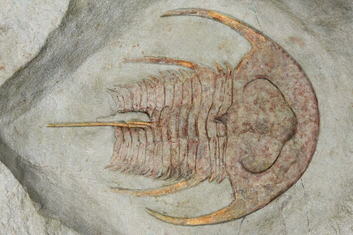 Unidentified Lower Cambrian Trilobite - Agadir, Morocco #131814